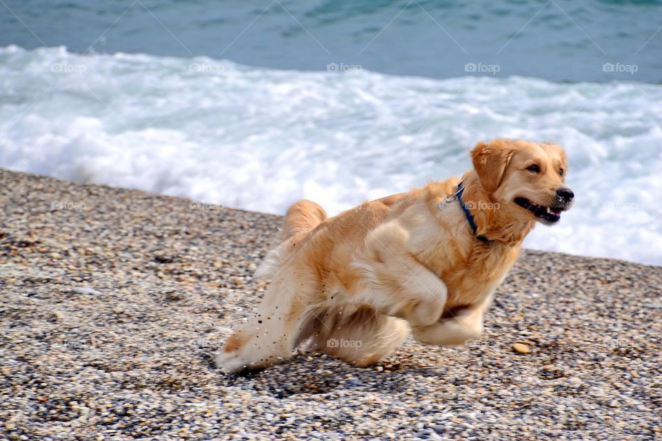 golden retrievers playing on the seaside