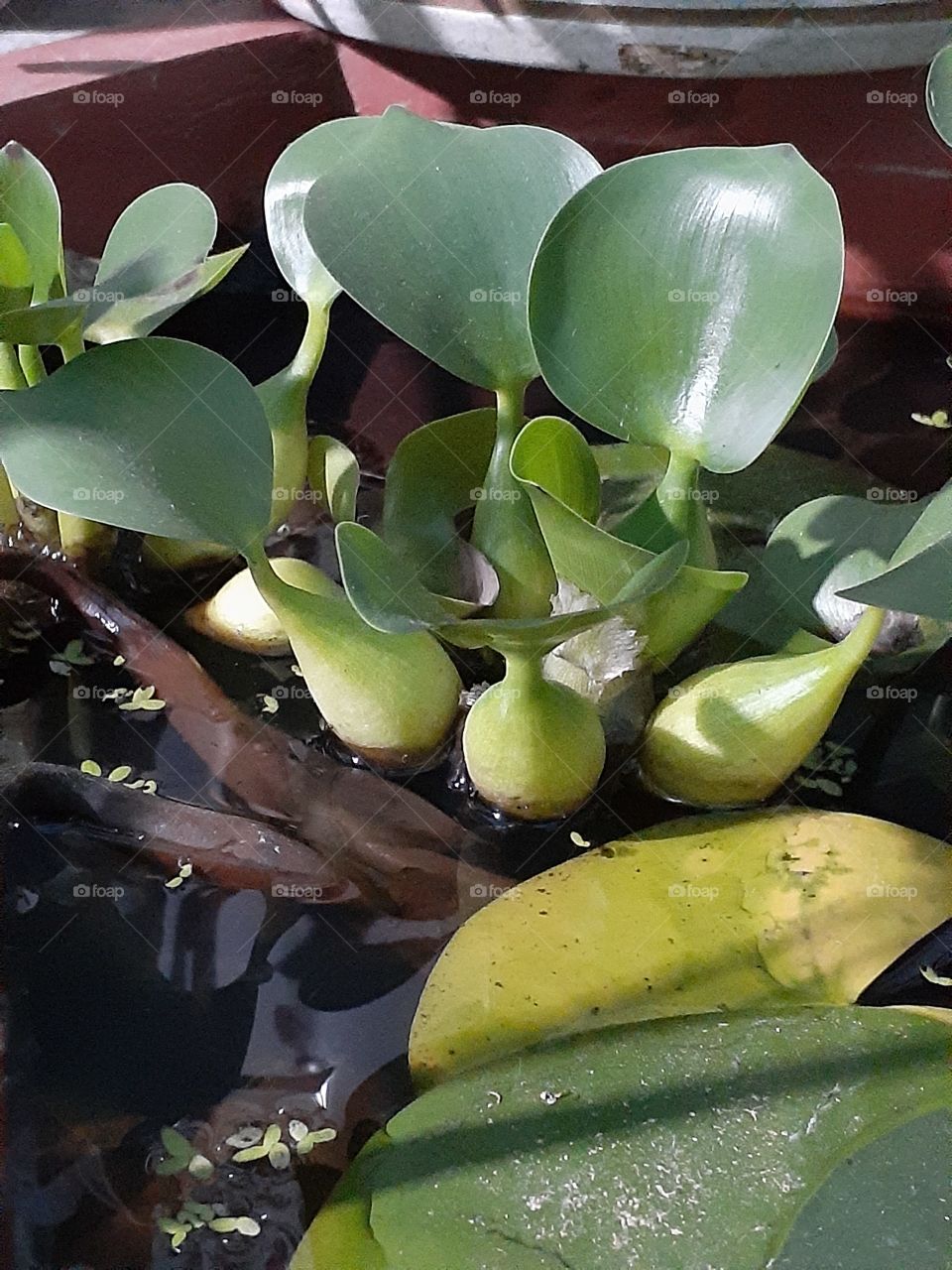 portrait of a plants