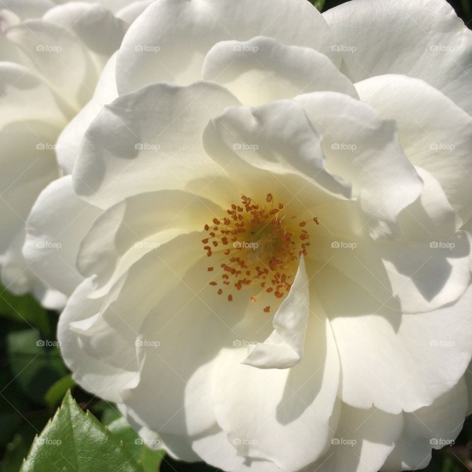 White bloom