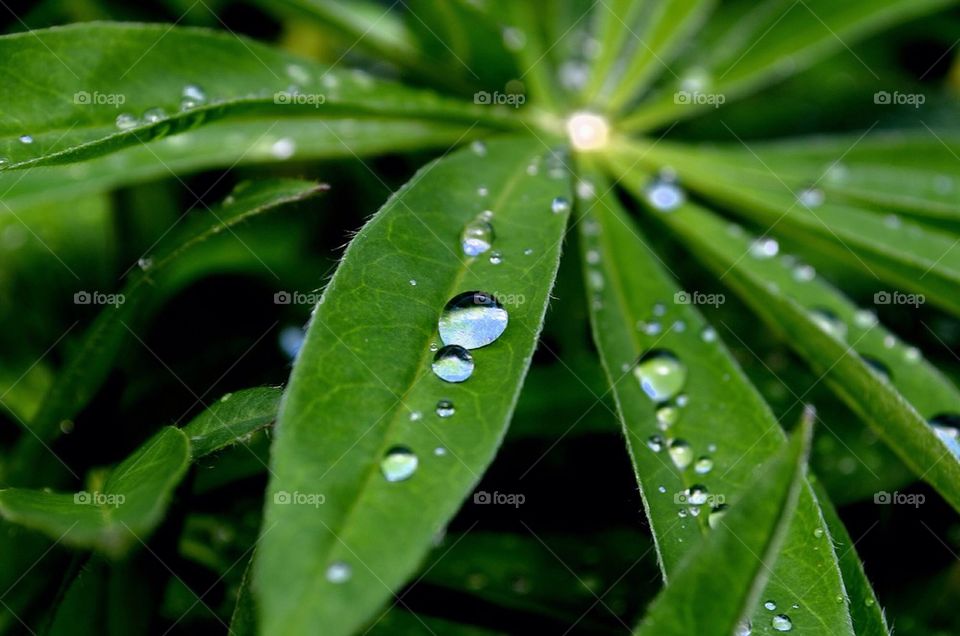 Water drop on leaf