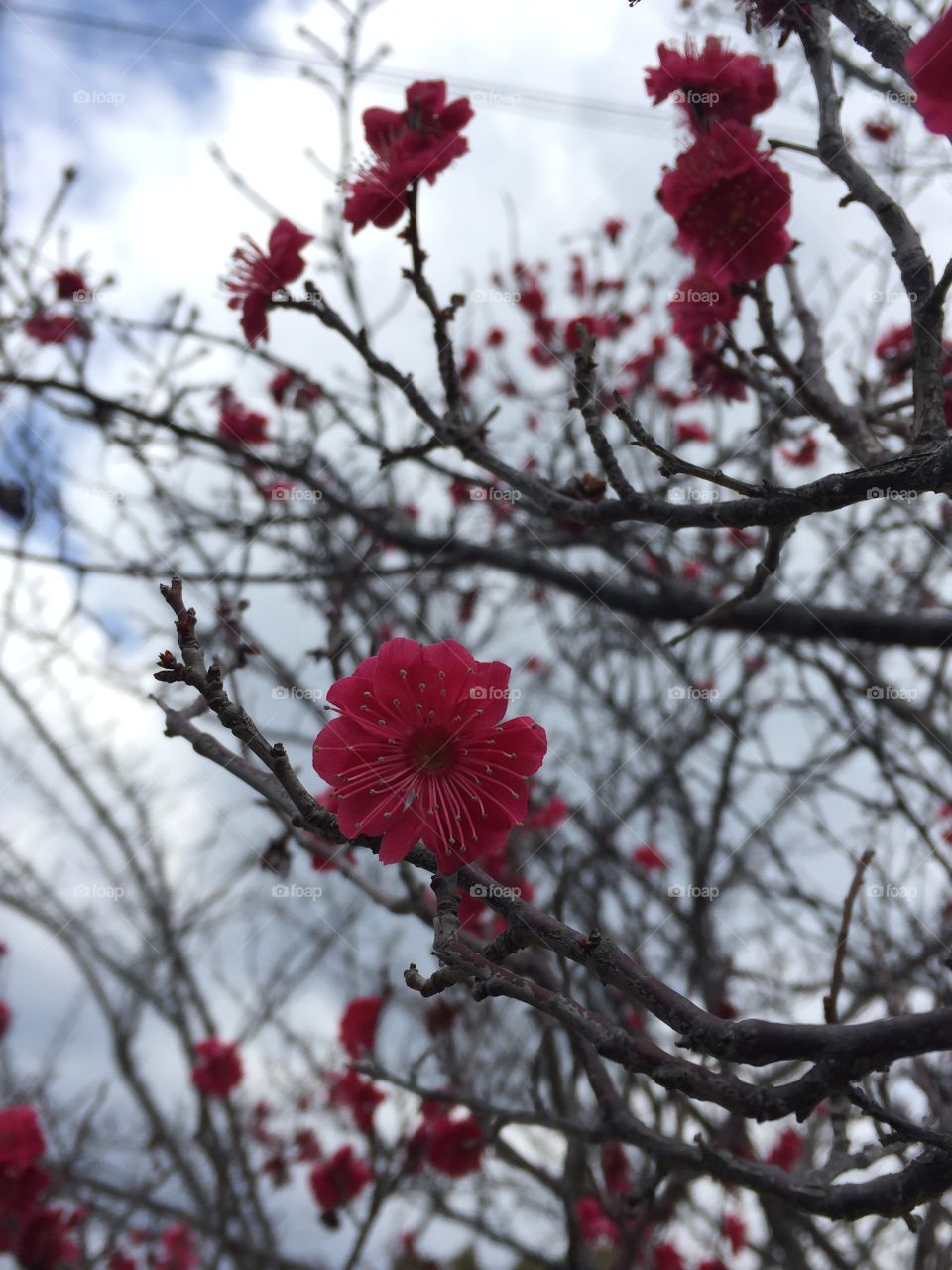 Beginning of cherry blossom season