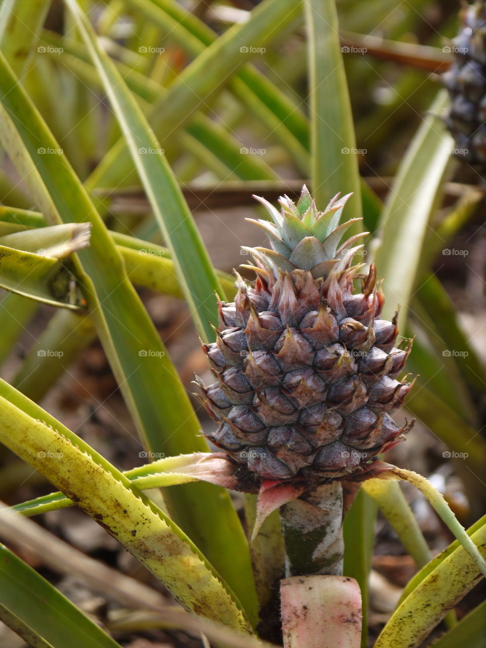 Baby Pineapple 