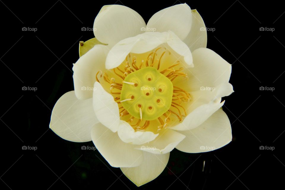 White lotus