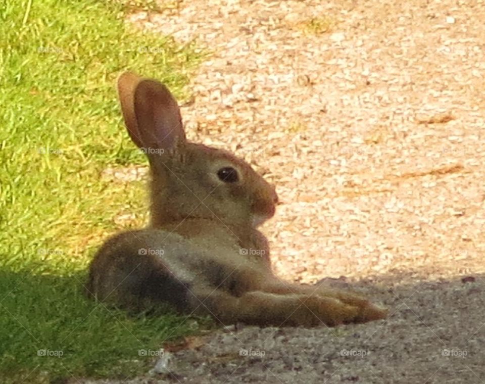 cute rabbit