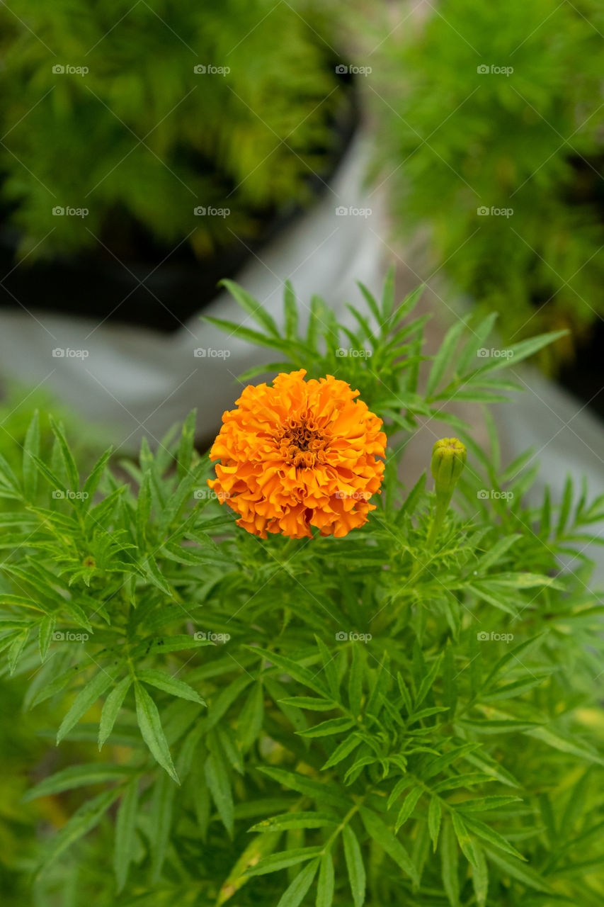 Marigold