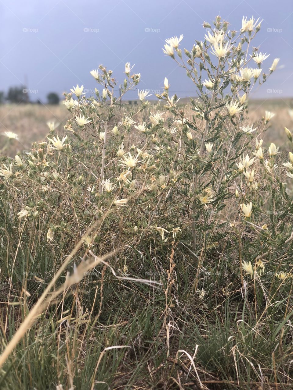 Prairie weeds