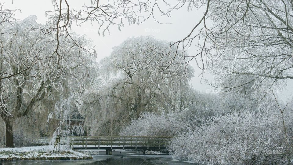 winter landscape in the park with snow and frost