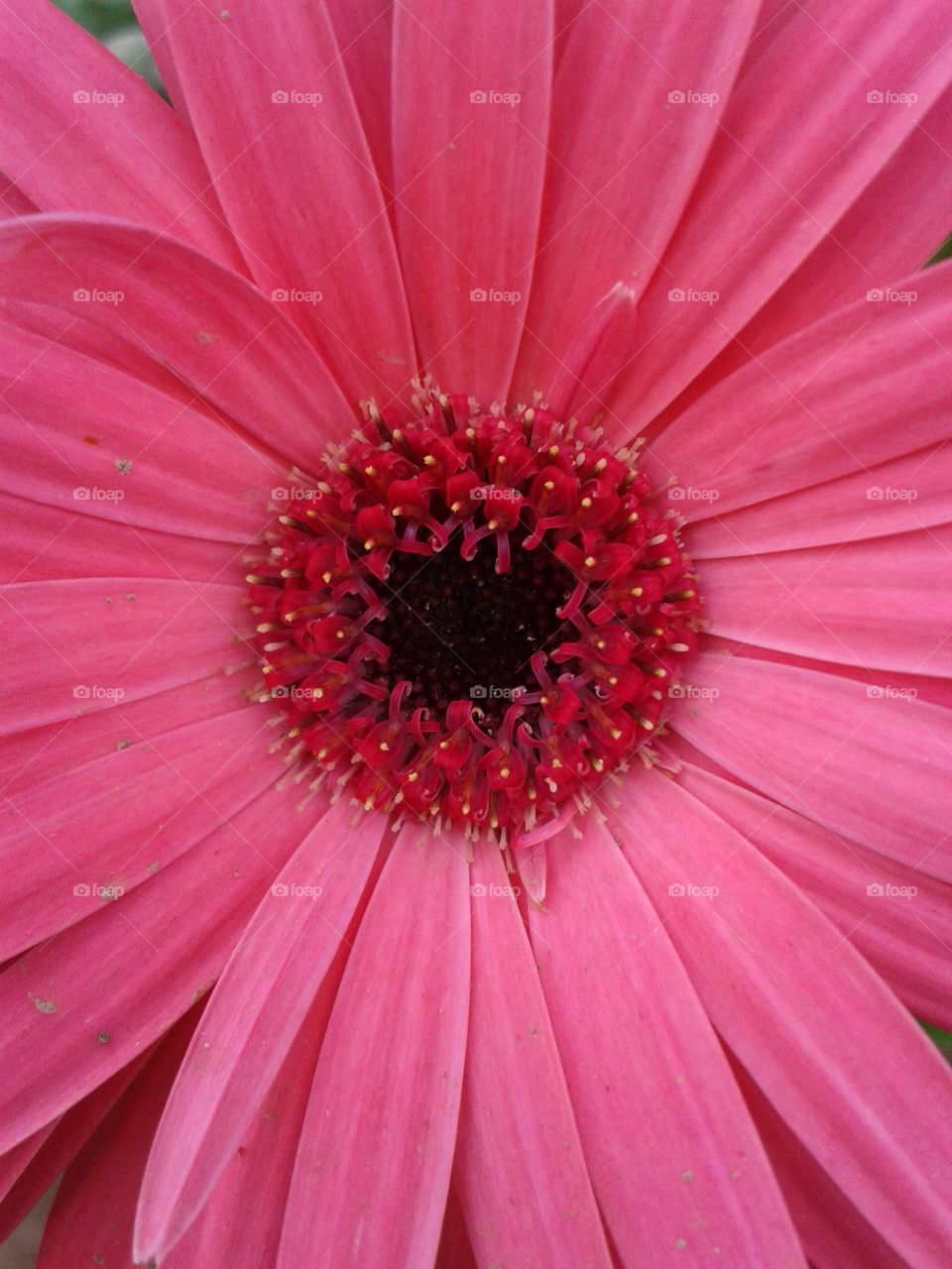 pink closeup