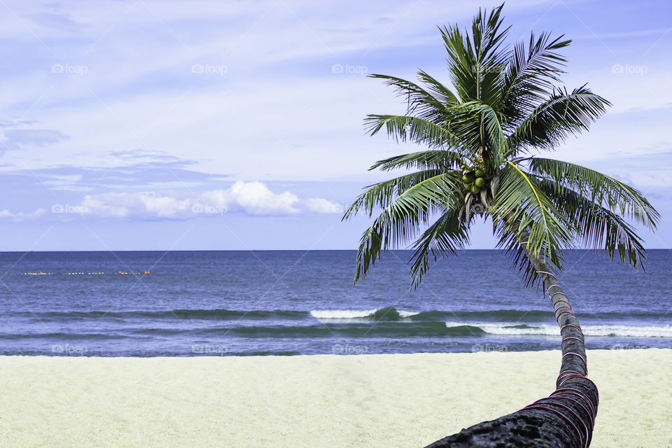 Coconut tree on the beach in summer Background sea and the bright sky.