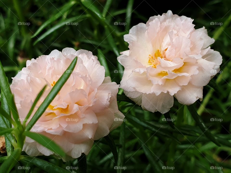 my beautiful Portulaca grandiflora