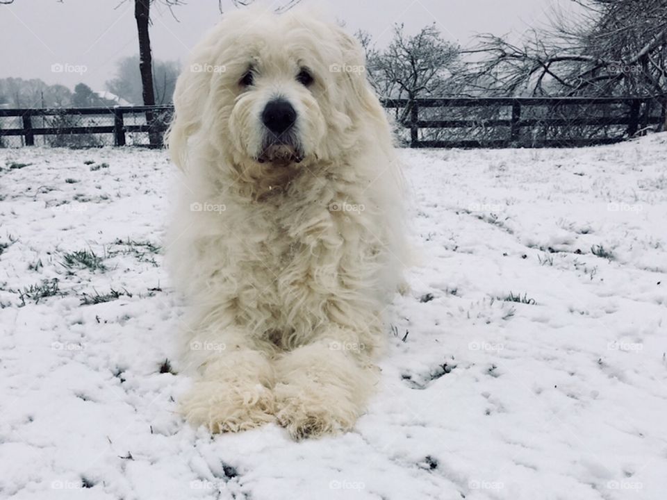 Loving the Snow
