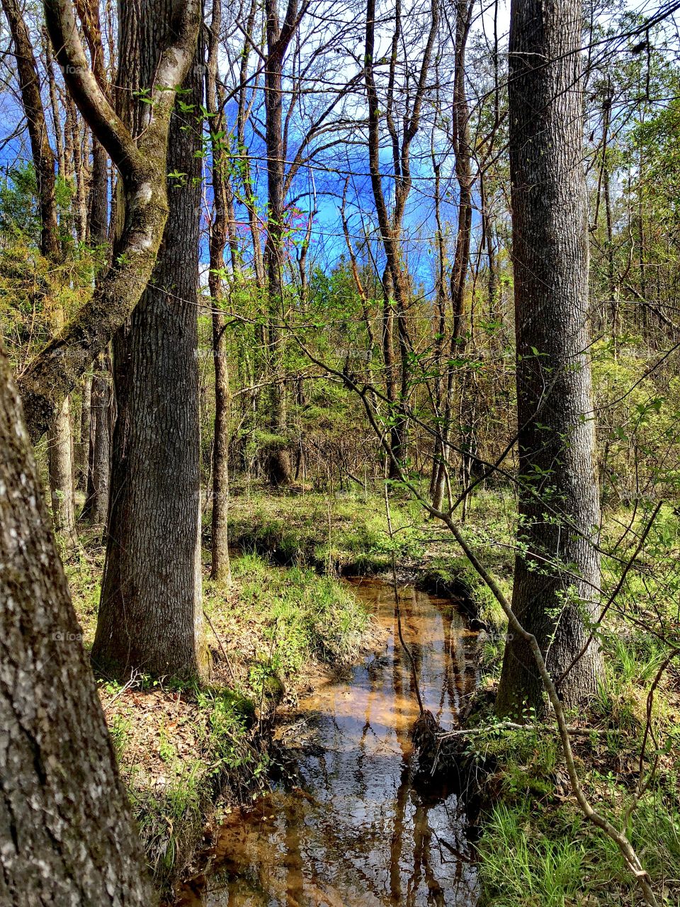 Spring Forest Stream 