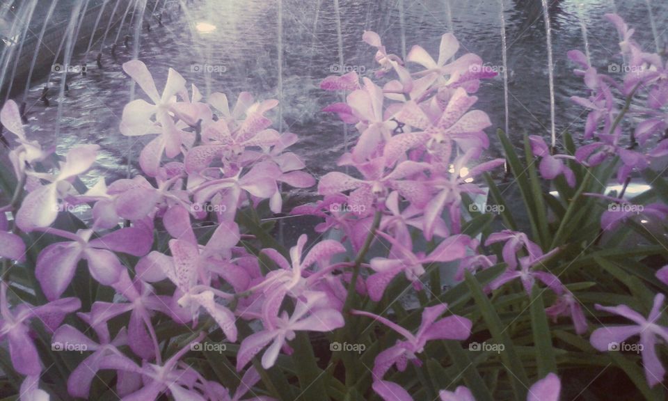 Flowers,  orchids violet  in night.
