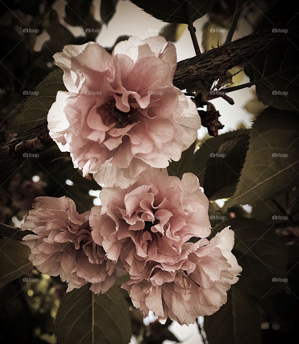 Flowering cherry tree