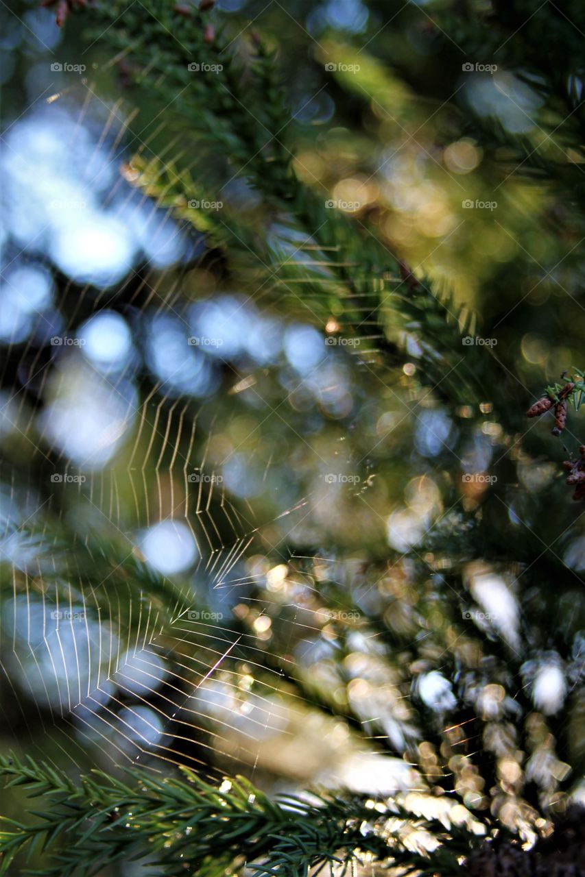 spiderweb 
on pine