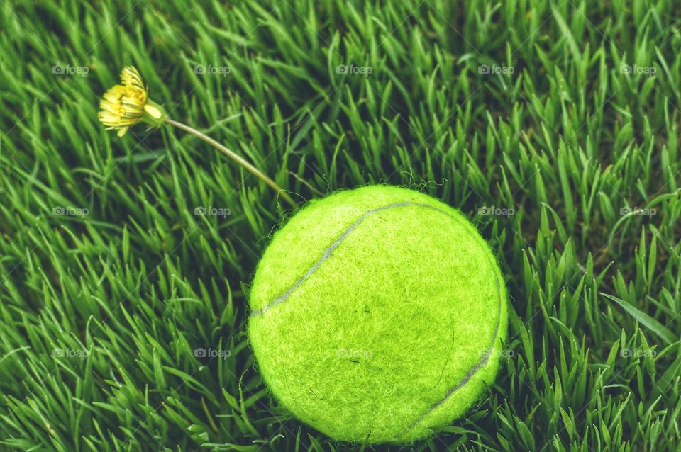 yellow tennis ball and dandelion on green smooth grass