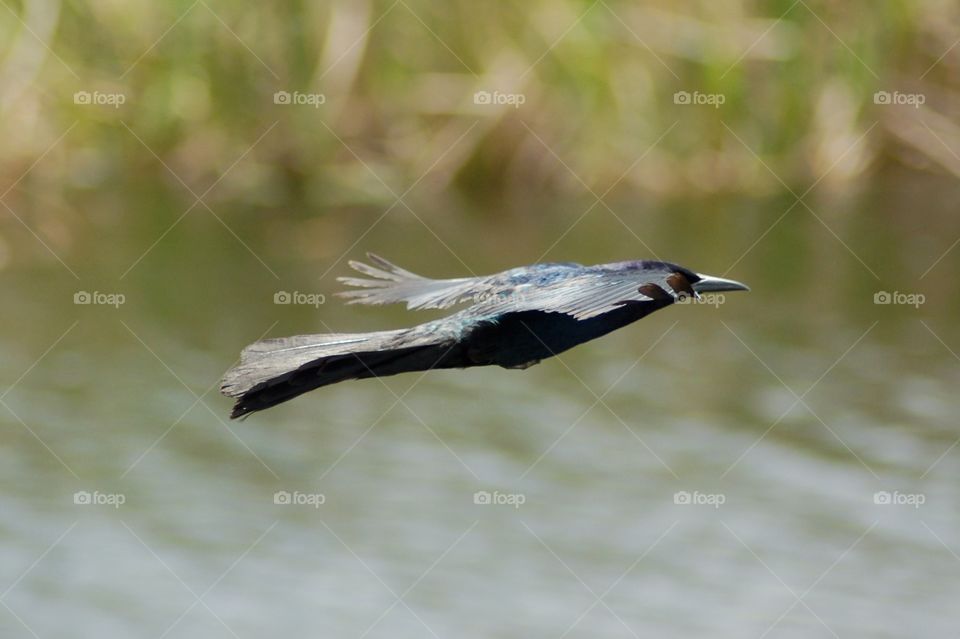 Bird flying over pond