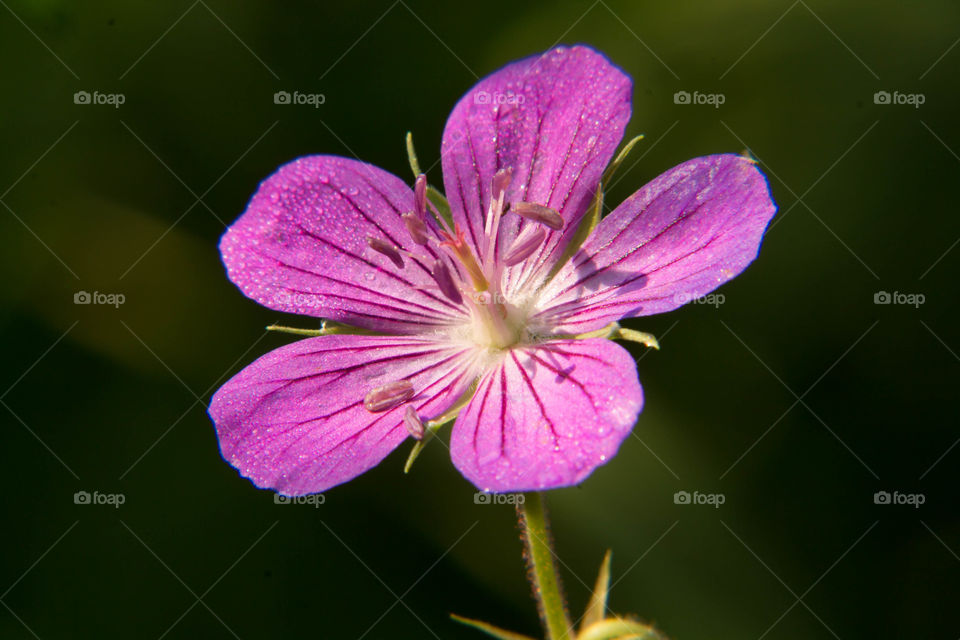 Purple flower in the forest under the shade of the trees