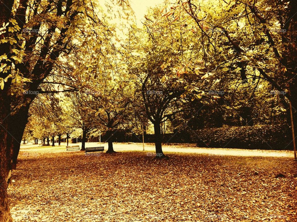 italy leaves park autumn by uolza