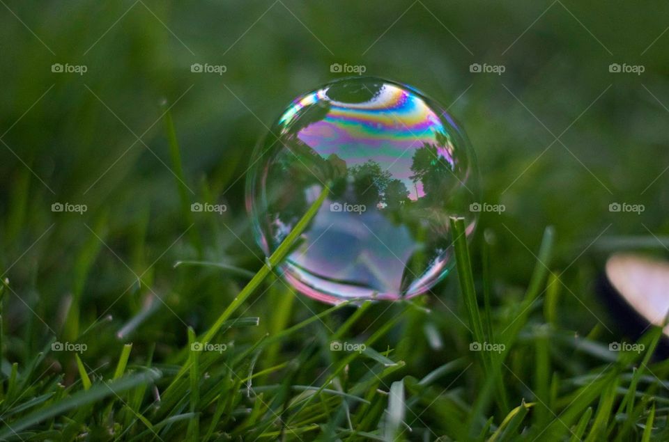 grass bubble. grass bubble