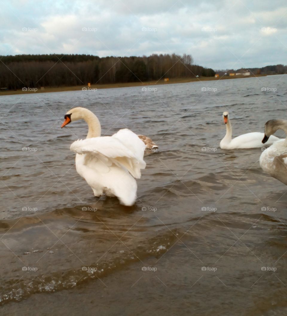 Swan, Bird, Water, Lake, Waterfowl