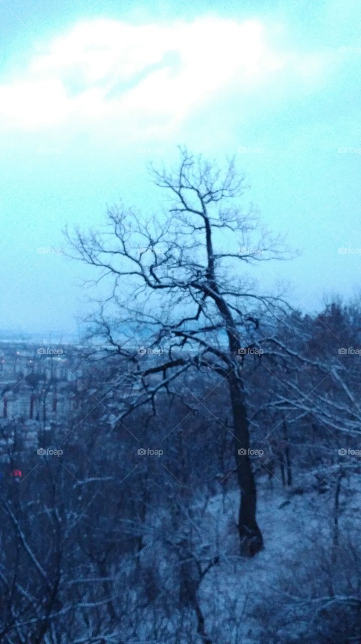 A tree in winter