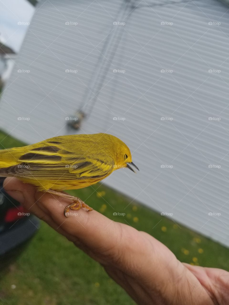 This little guy was drinking fermented apples and flew into our window, luckily he's okay so I grabbed a quick shot before sending him home