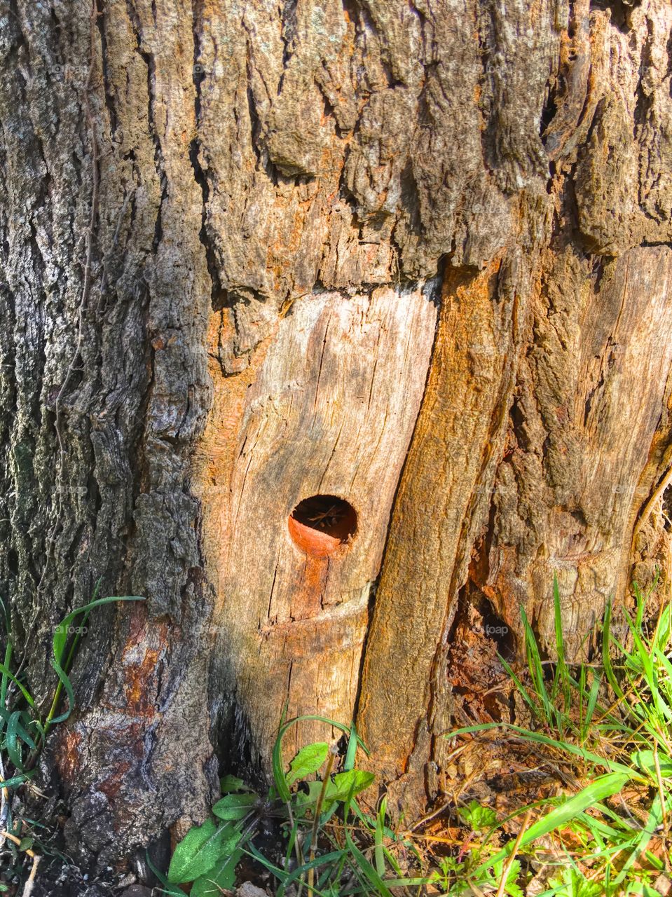 Hole in the tree