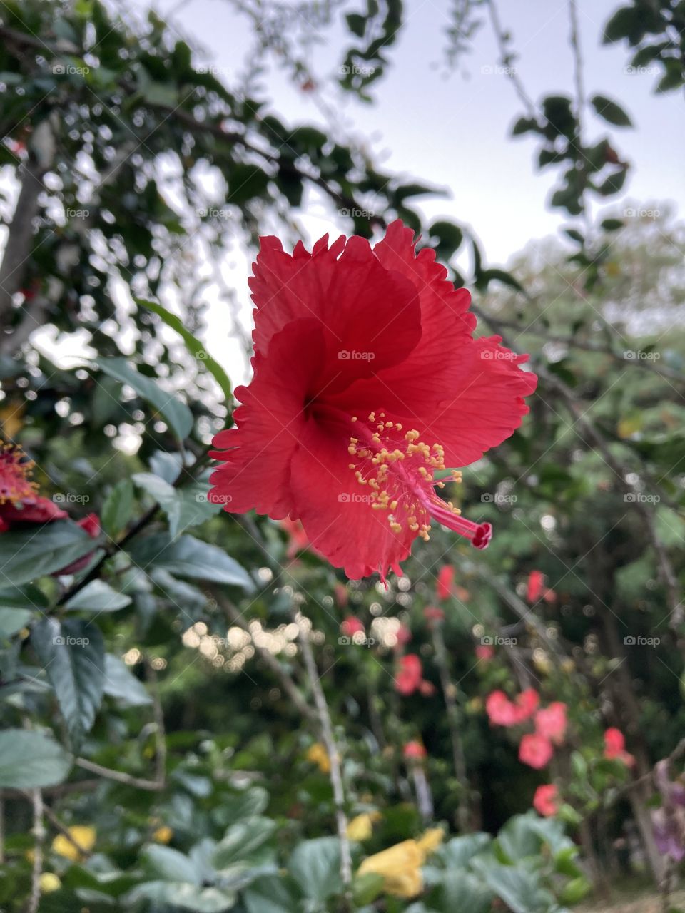 🌹 🇺🇸 Very beautiful flowers to brighten our day.  Live nature and its beauty. Did you like the delicate petals? / 🇧🇷 Flores muito bonitas para alegrar nosso dia. Viva a natureza e sua beleza. Gostaram das pétalas delicadas? 