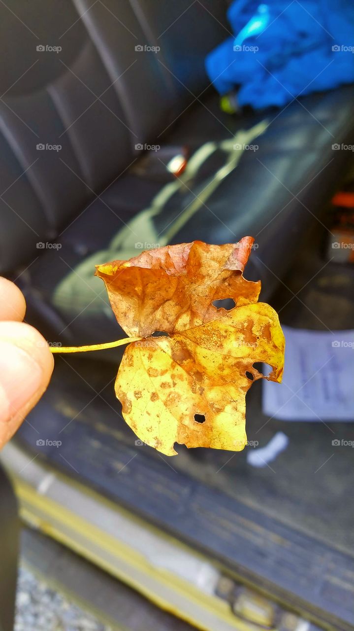 Fall Leaf