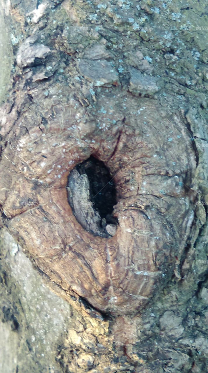 tree hole