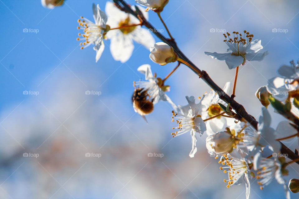 White spring flowers and a bee