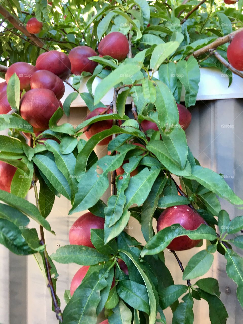 Nectarines on branch hanging over fence 