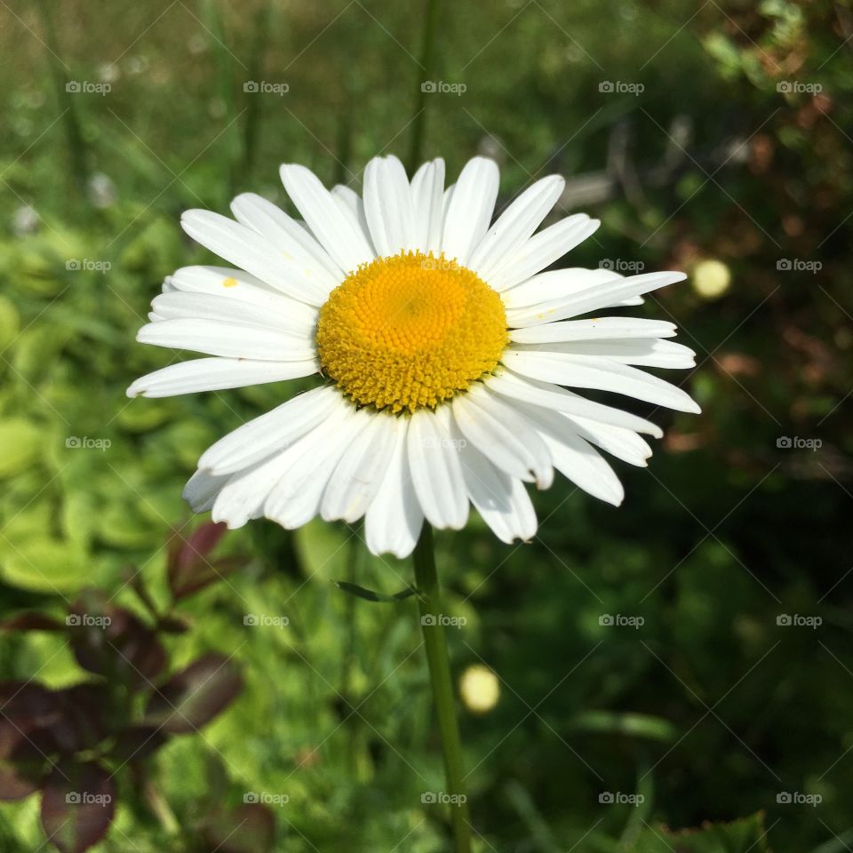 Daisy