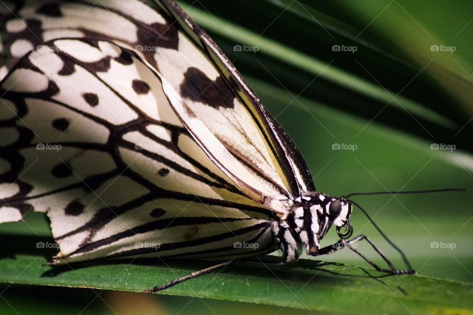 Tree Nymph Butterfly 