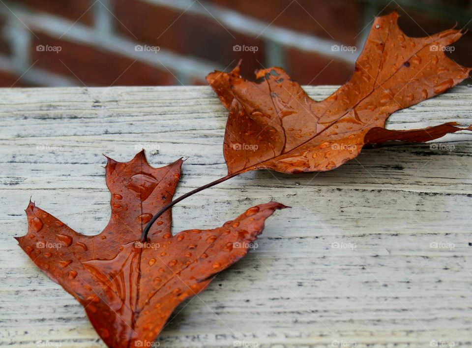 water drops left from the rain on autumn leaves.