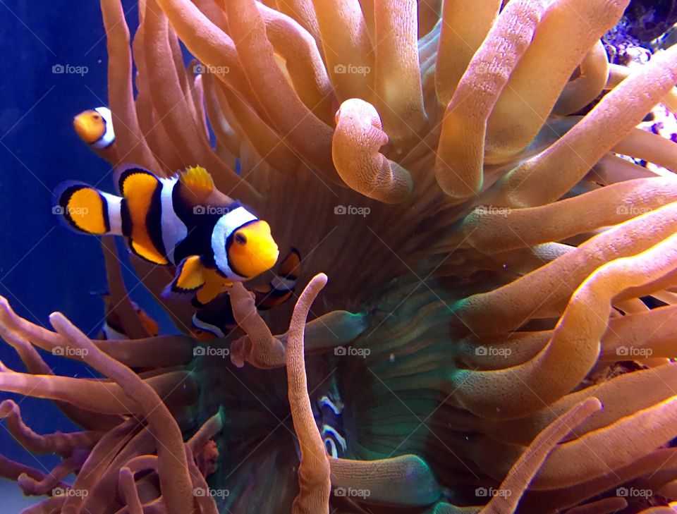 Clown Fish