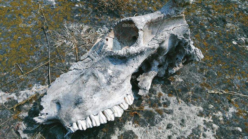 Skull of a cow