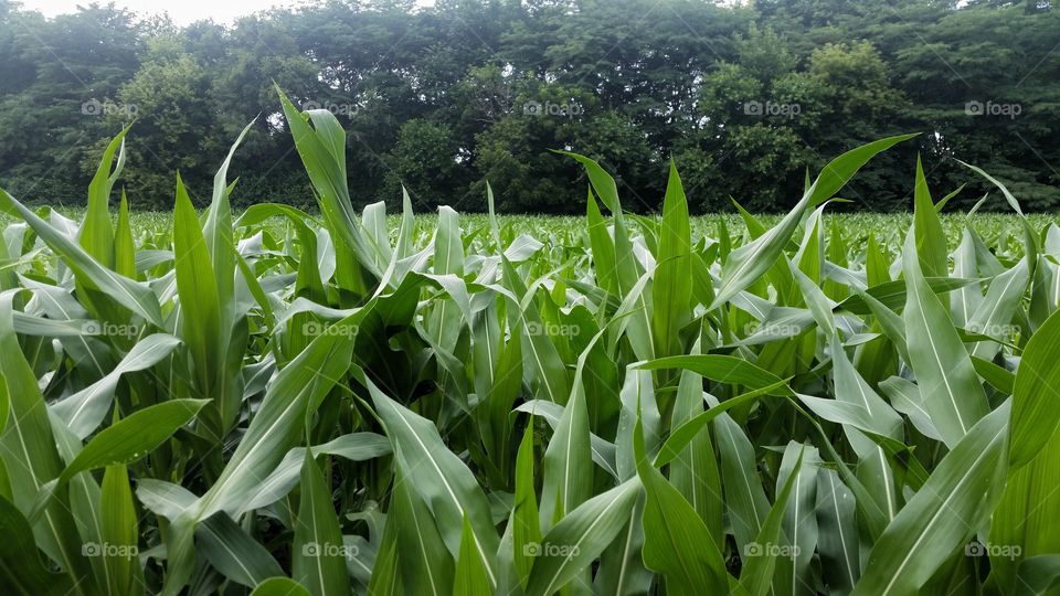 corn field 1