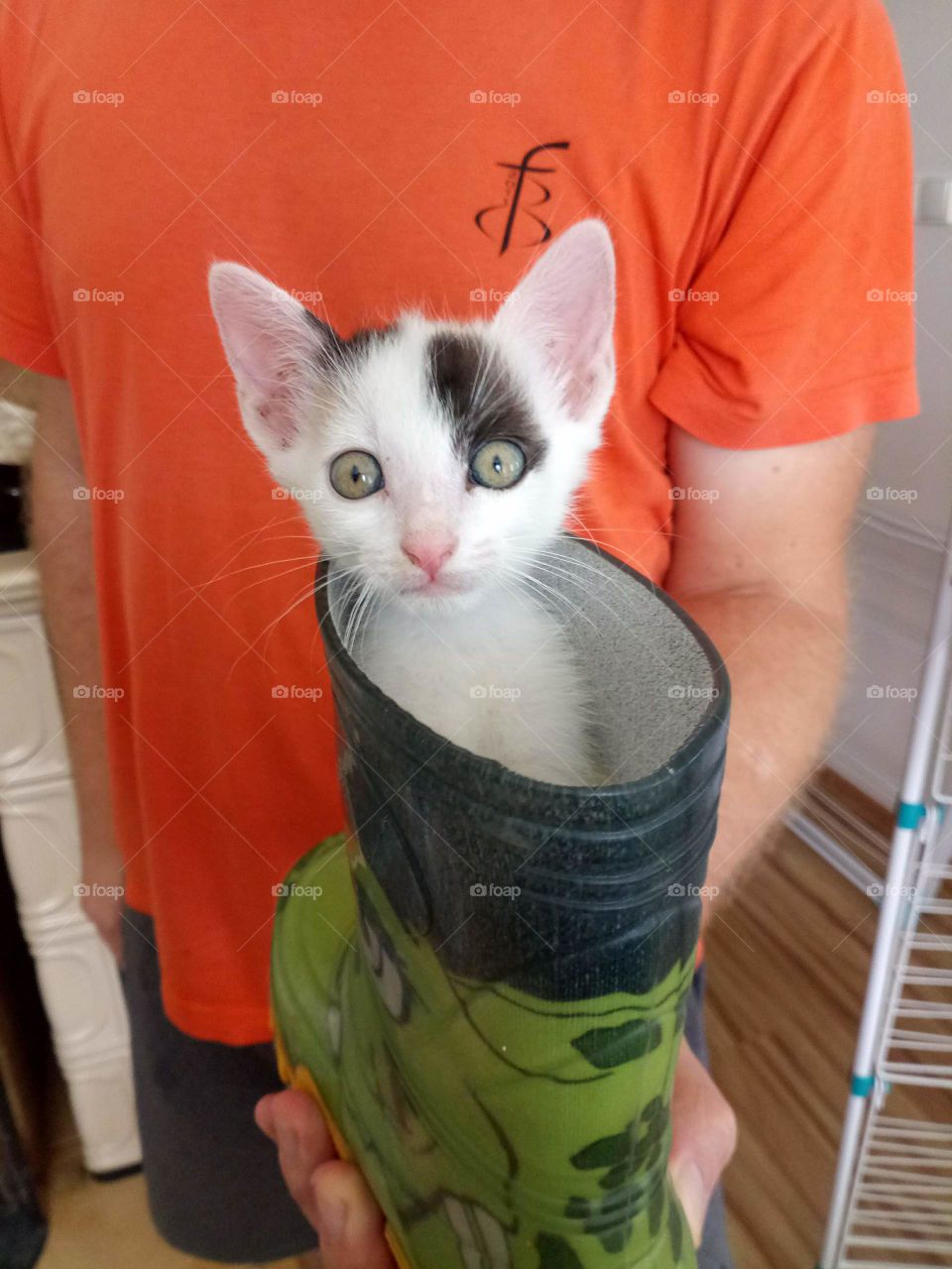 Suprised cat in the green boot
