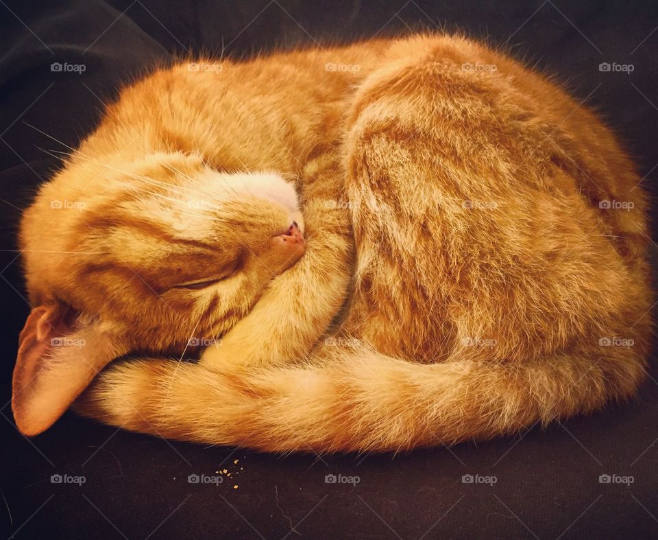 Sleeping orange cat