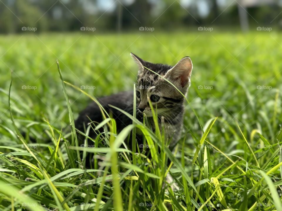 Tabby kitten in grassfield 
