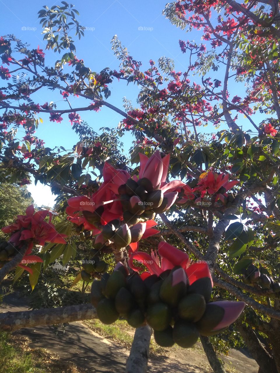 Beautiful tree with red flowers.../ Linda árvore de flores vermelhas...