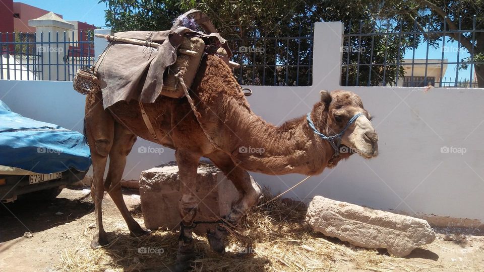 Beautiful brown camel