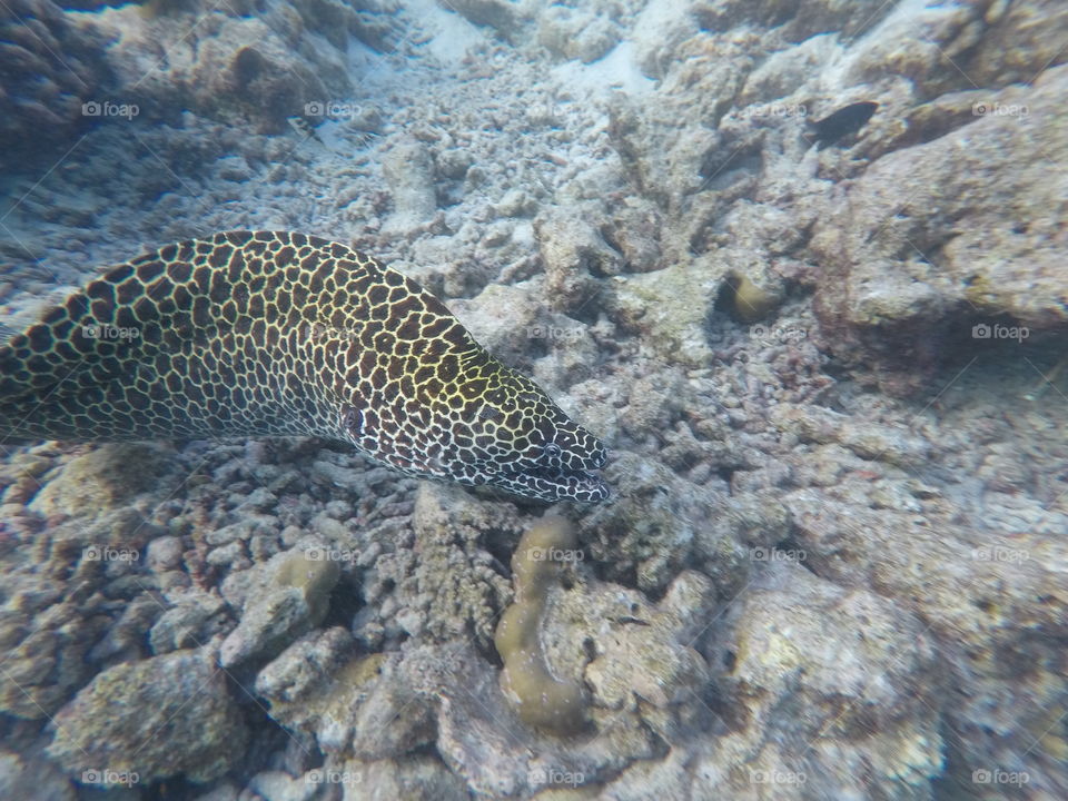 Moray in maldives 