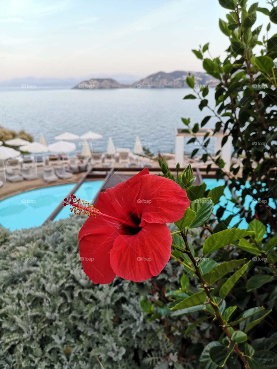 Beautiful Red Flower with aegean sea in the background
