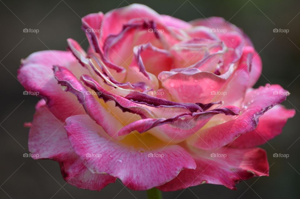 I love multi-color roses! 🌈🌹❤️