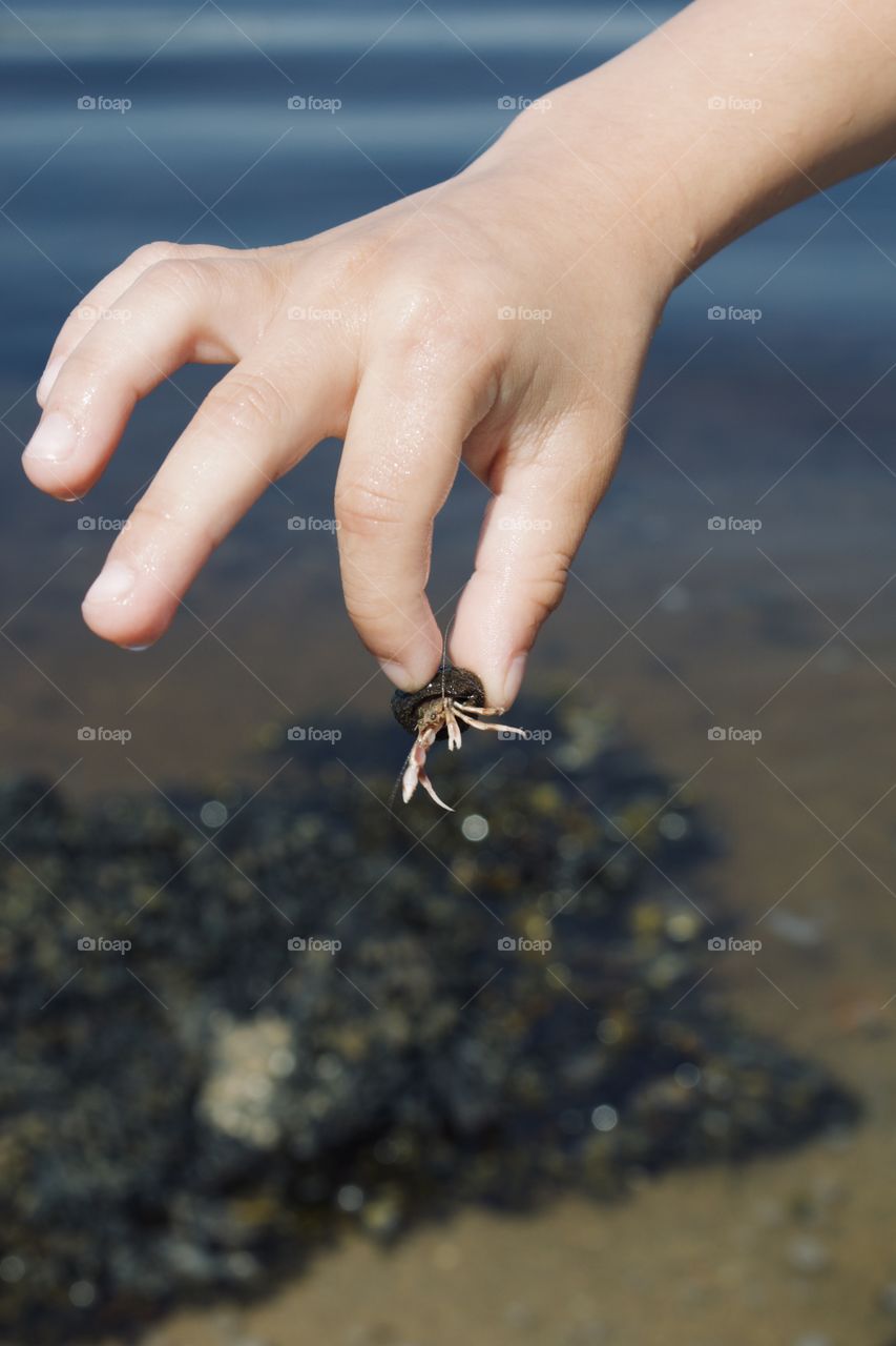 Finding hermit crabs 