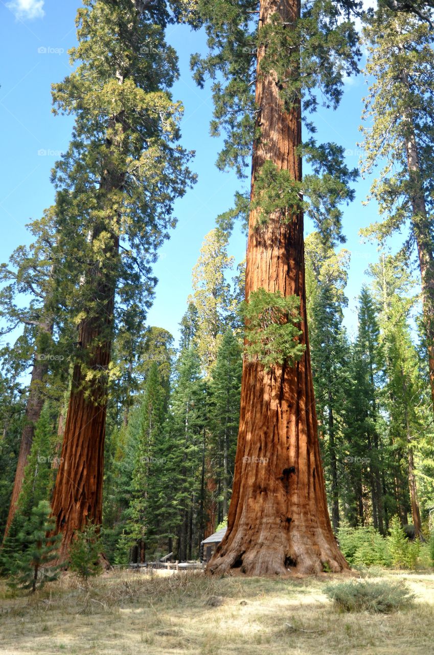 Sequoia trees