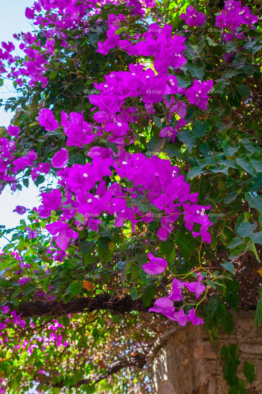 Pink flowers 